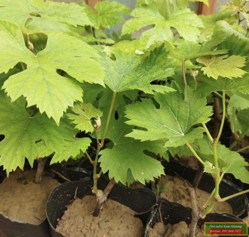cây nho hạ đen giống (2)