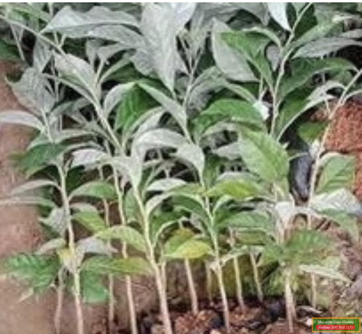 cây nhỏ ngọt giống (2)