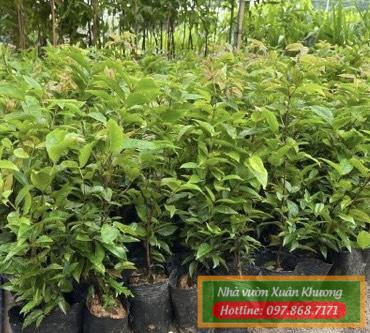 cây nho thân gỗ 12 vụ giống