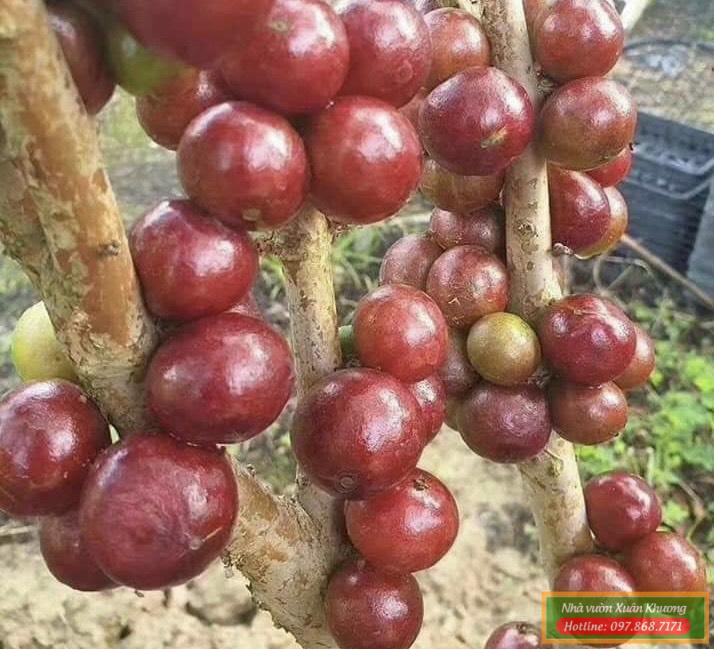 cây nho thân gỗ 12 vụ