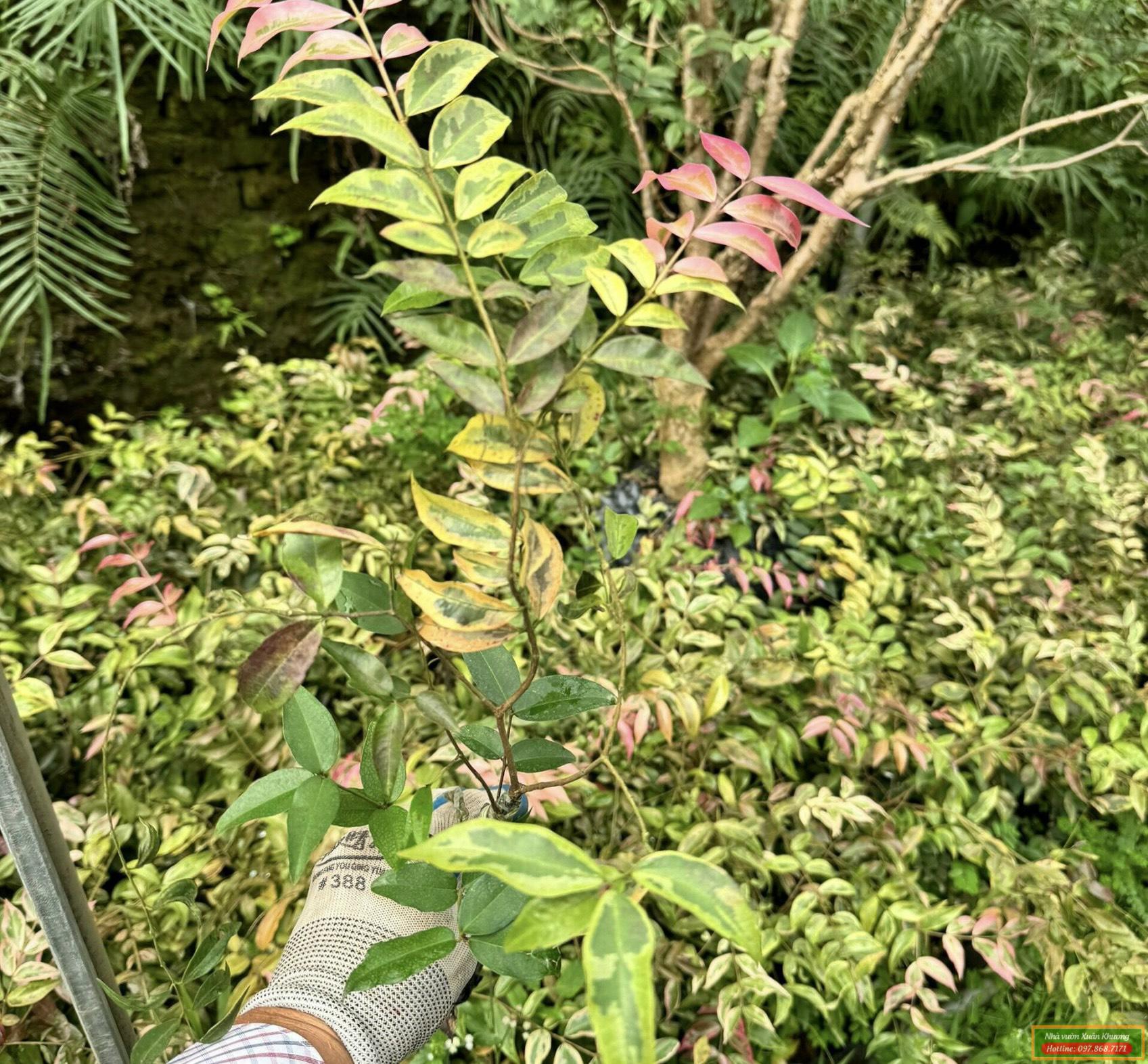 cây nho thân gỗ cẩm thạch giống