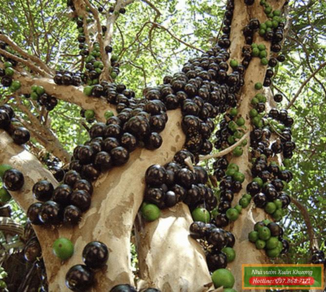 cây nho thân gỗ nam mỹ (1)