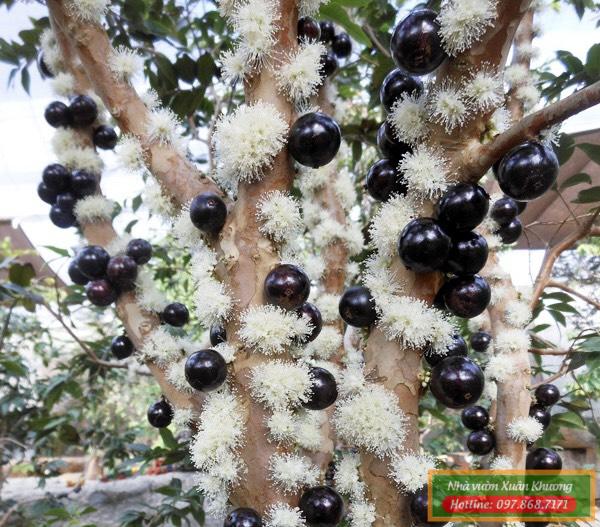 cây nho thân gỗ nam mỹ (2)