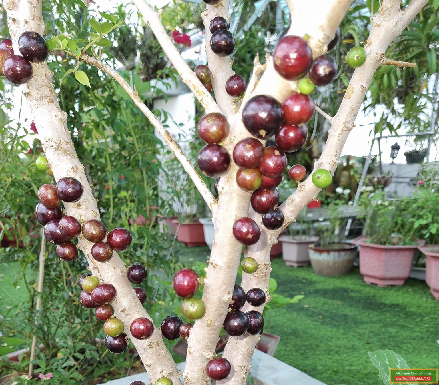 cây nho thân gỗ tứ quý (2)