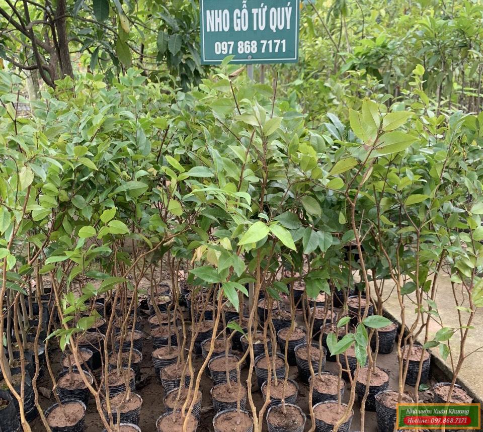 cây nho thân gỗ tứ quý giống