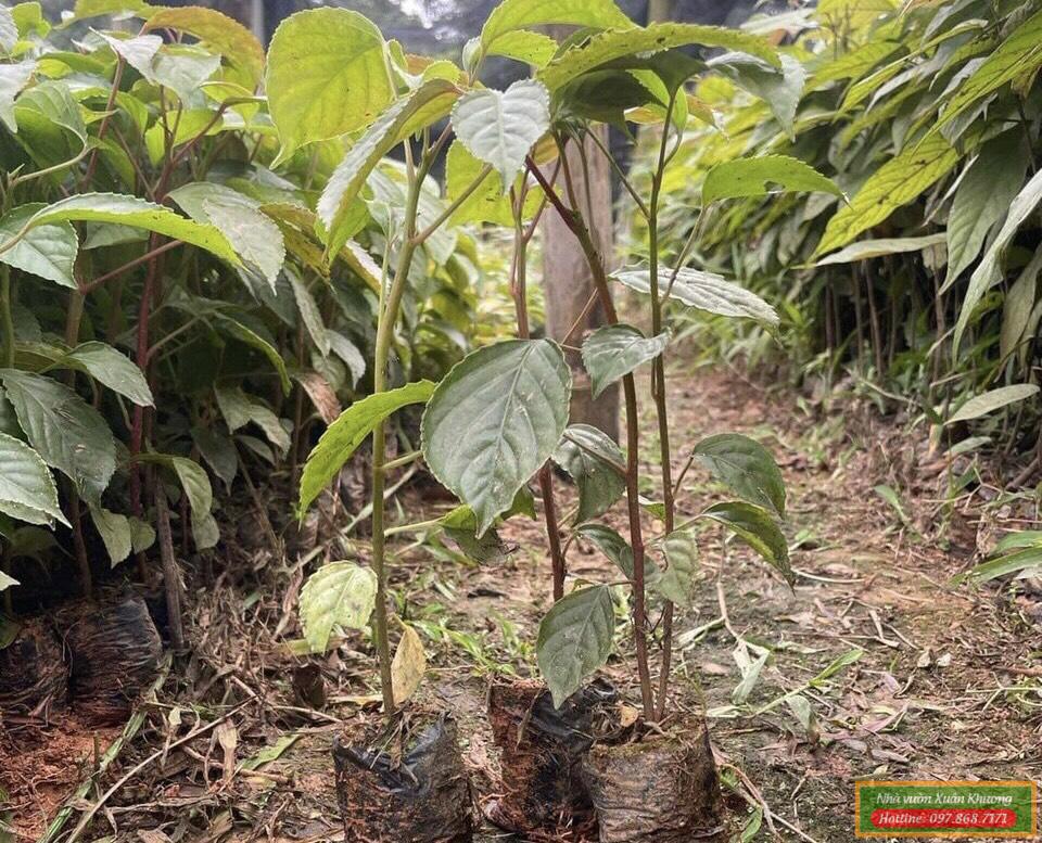 cây nhội giống
