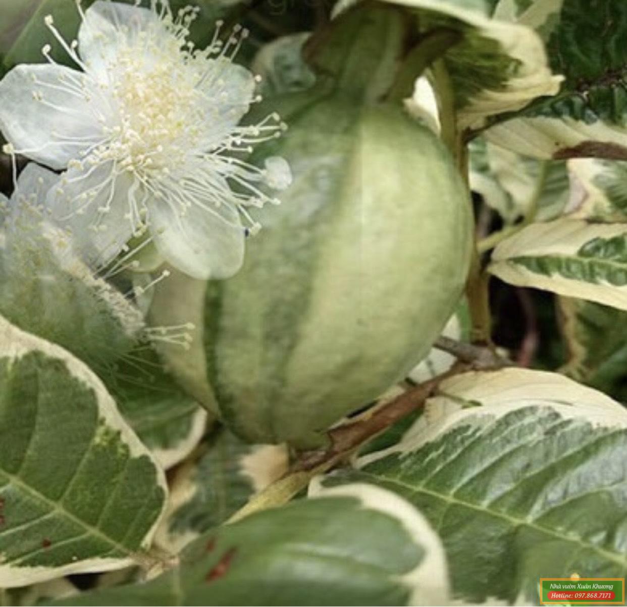 cây ổi cẩm thạch (1)