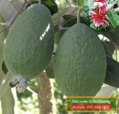 cây ổi dứa newzealand (1)