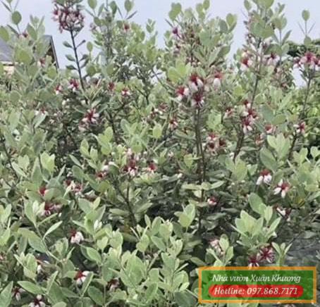 cây ổi dứa newzealand (3)