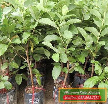 cây ổi không hạt giống (2)