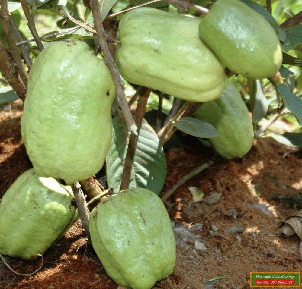 cây ổi không hạt