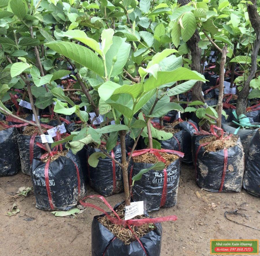 cây ổi nữ hoàng giống (2)