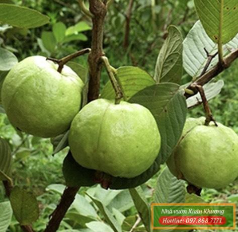 cây ổi nữ hoàng