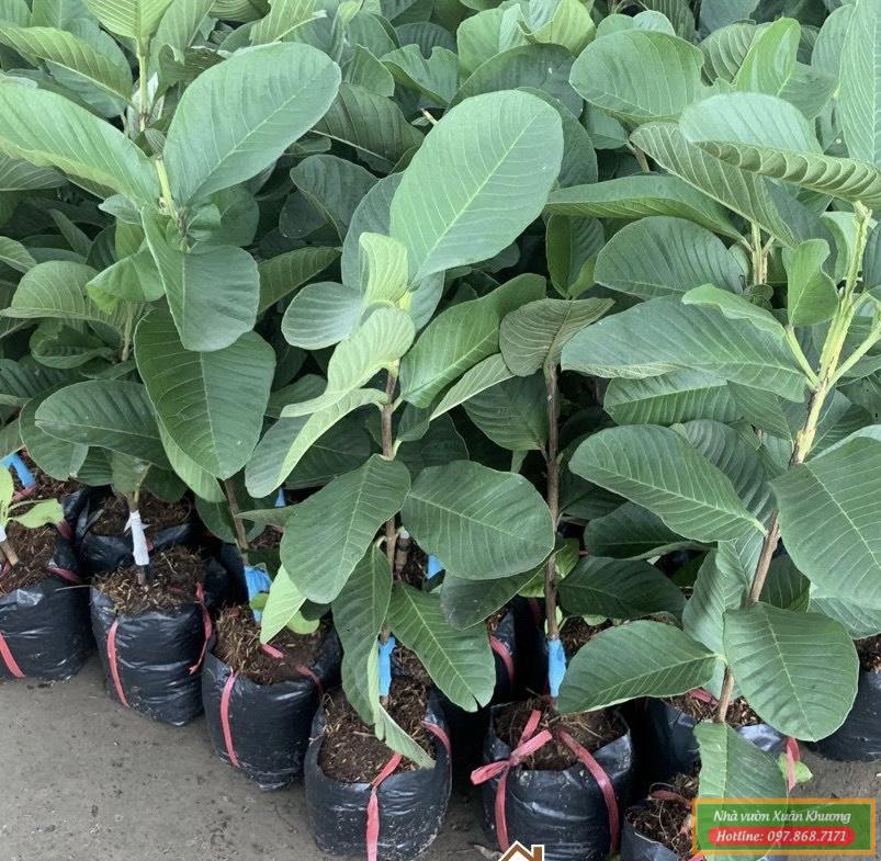 cây ổi ruby giống