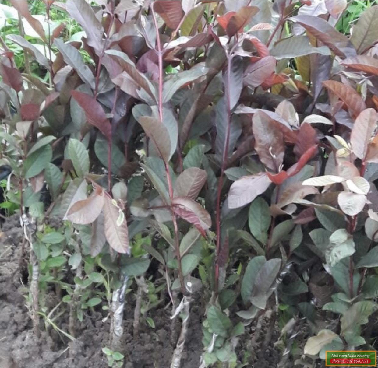 cây ổi tím giống (1)