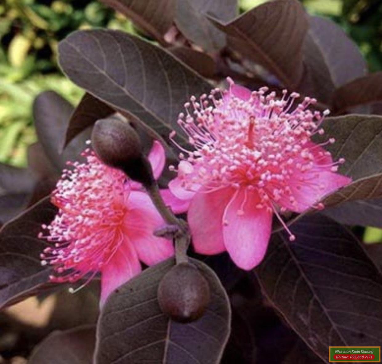 cây ổi tím malaysia