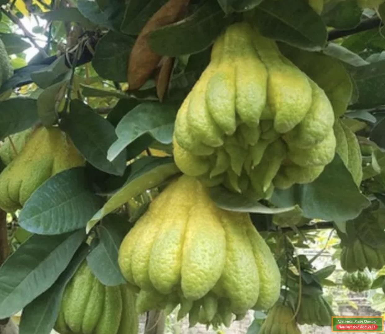 cây phật thủ chuẩn bị thu quả