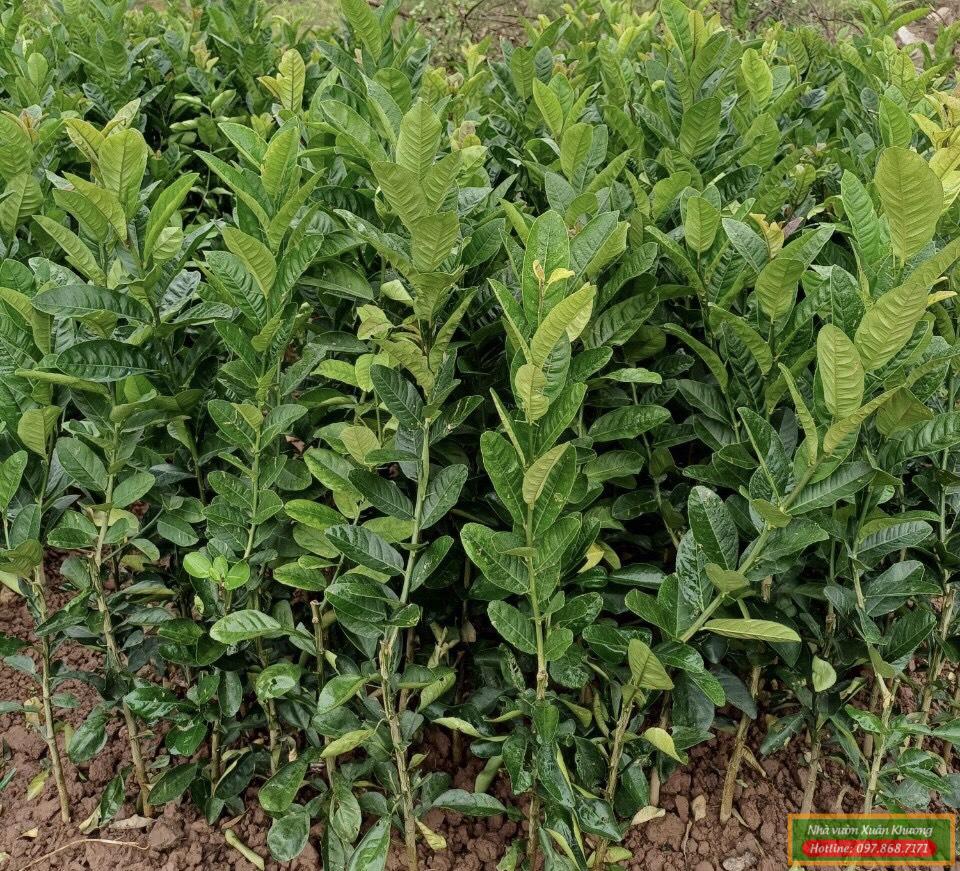 cây phật thủ giống