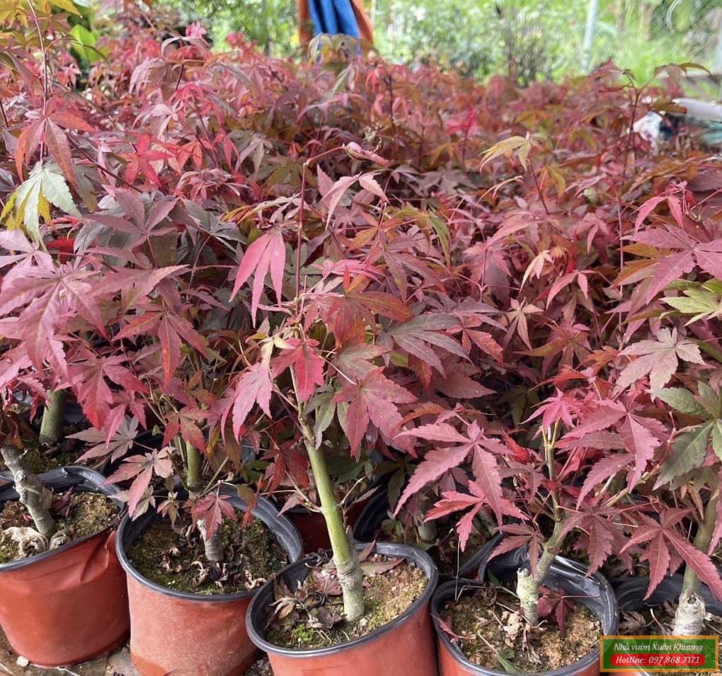 cây phong lá đỏ (4)