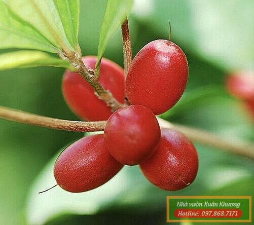 cây quả thân kỳ (1)