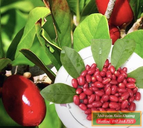 cây quả thân kỳ (5)