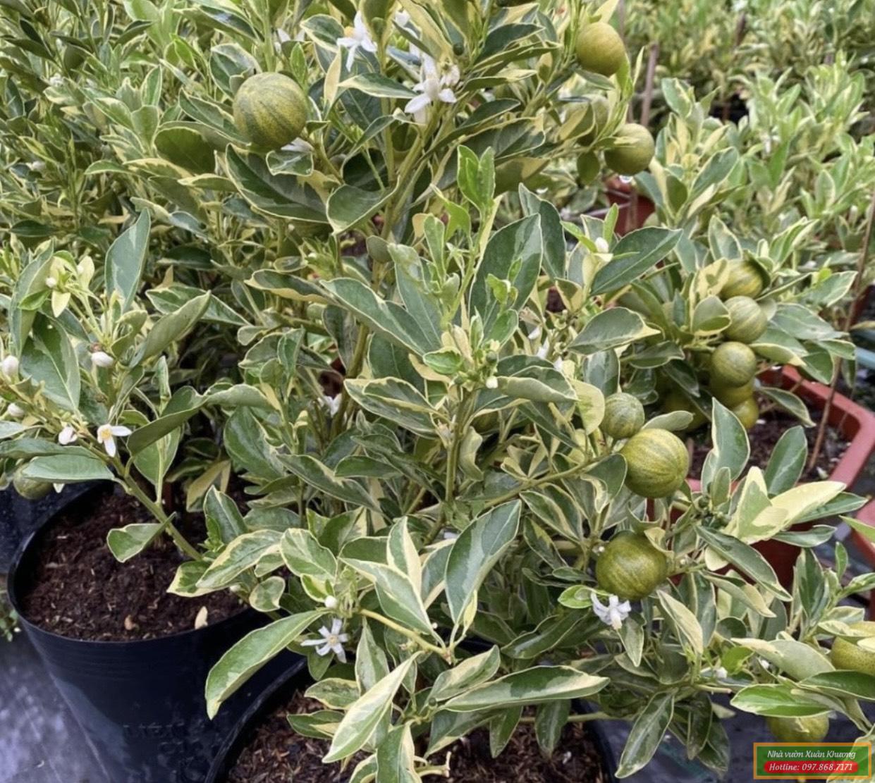 cây quất cẩm thạch (1)