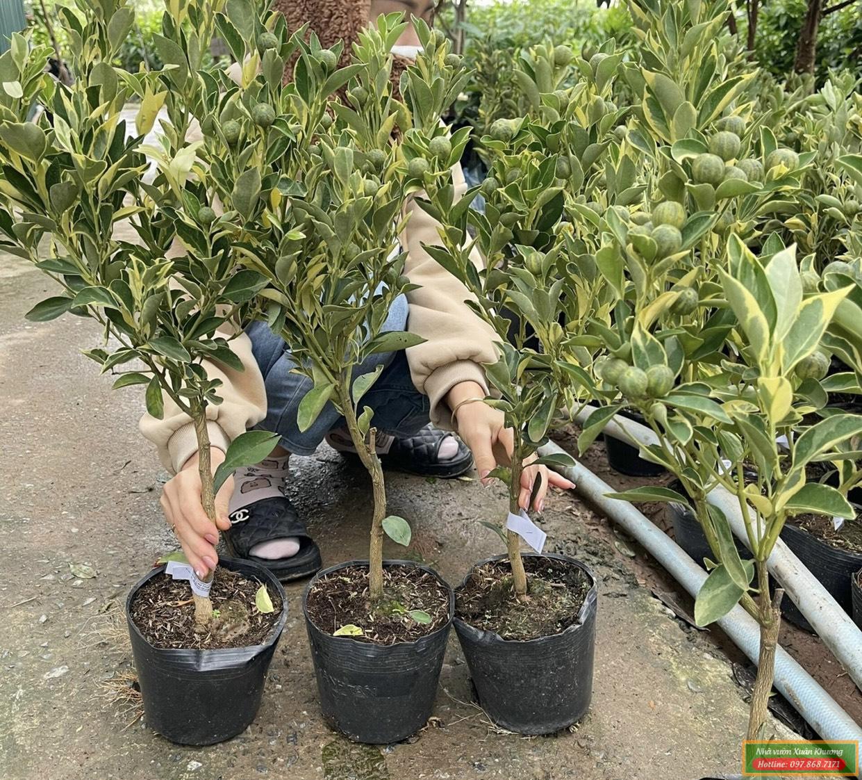 cây quất cẩm thạch (2)