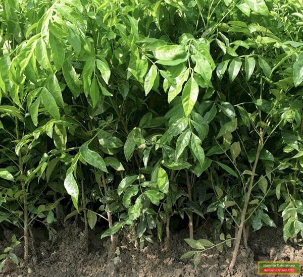 cây quất hồng bì giống (2)