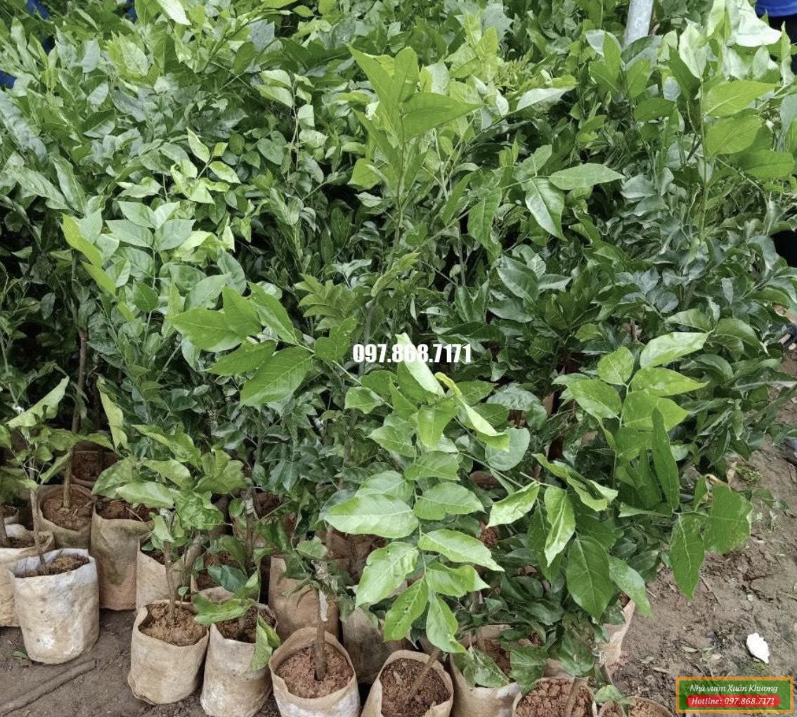 cây quất hồng bì tím giống