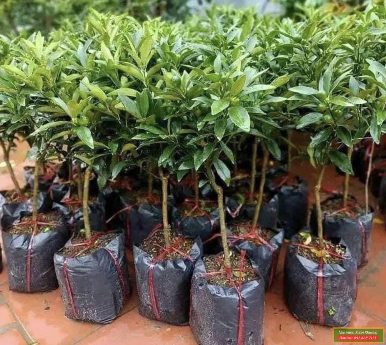 cây quất ngọt đang có quả