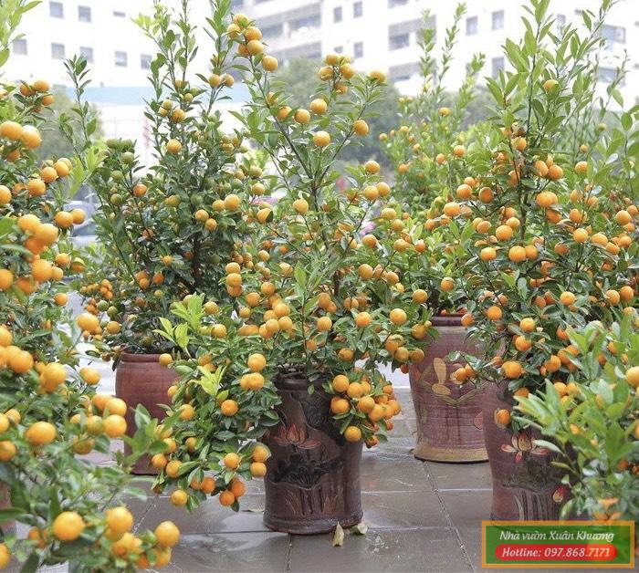 cây quất tết đẹp (2)