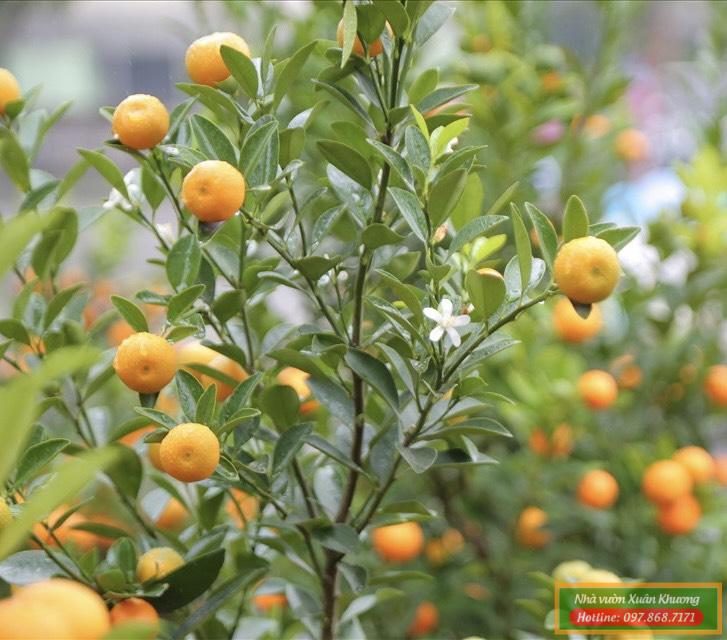 cây quất tết đẹp (3)