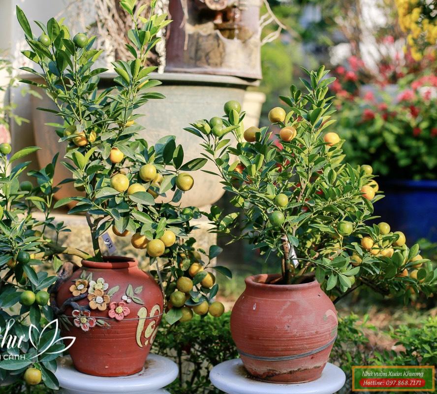 cây quất tết đẹp (6)