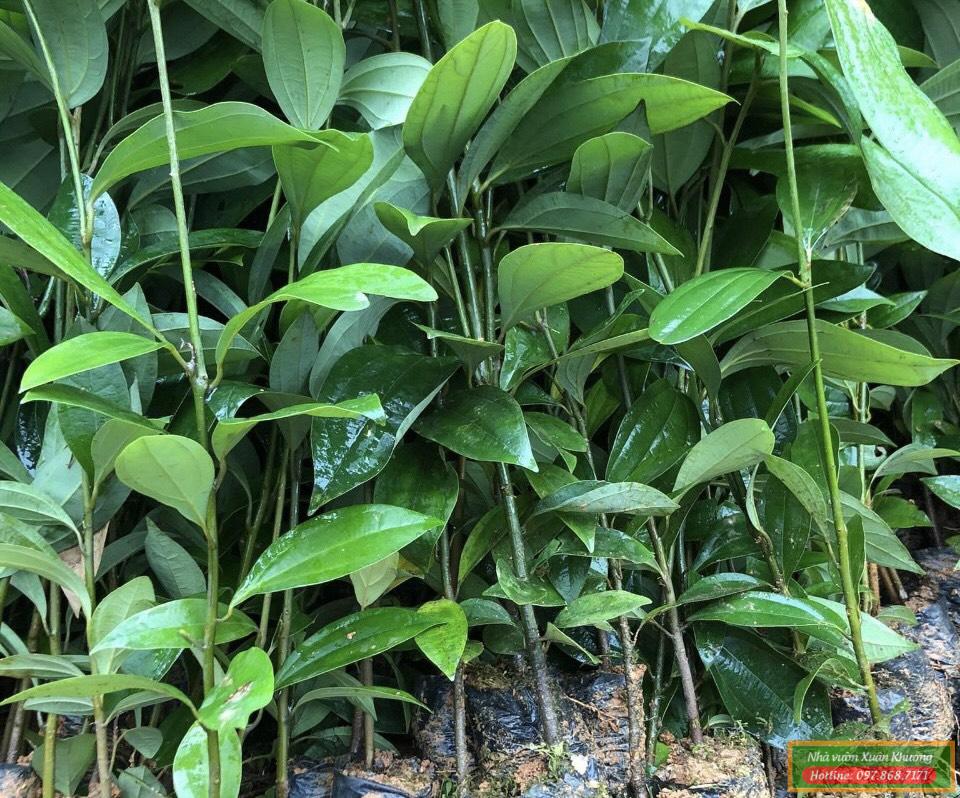 cây quế giống