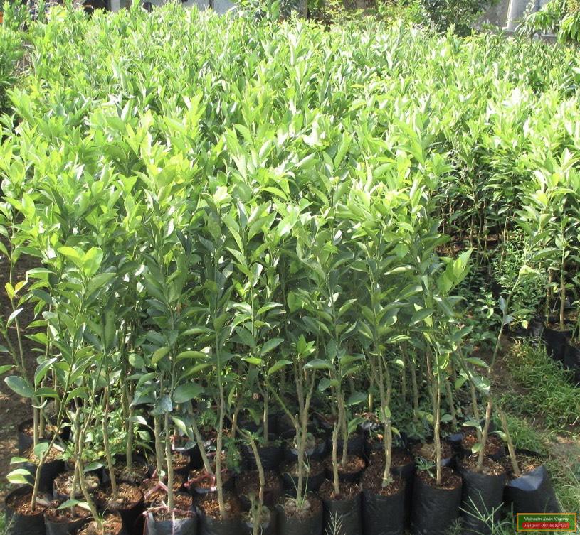 cây quýt đường giống (2)