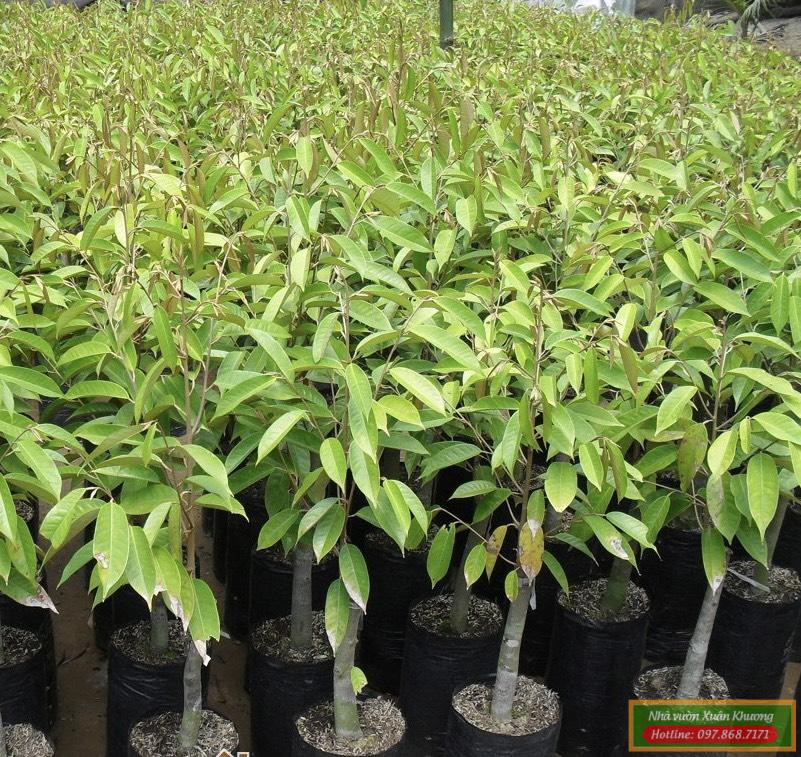 cây sầu riêng ri 6 giống (1)