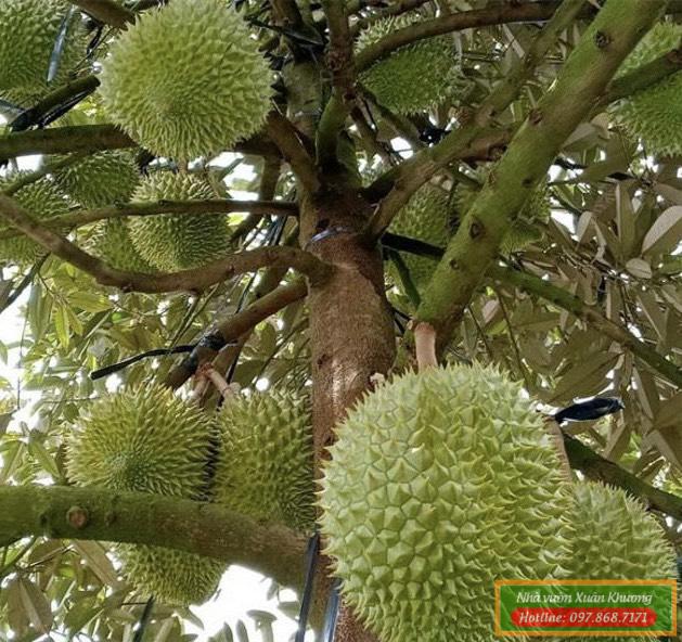 cây sầu riêng ri 6 sai quả