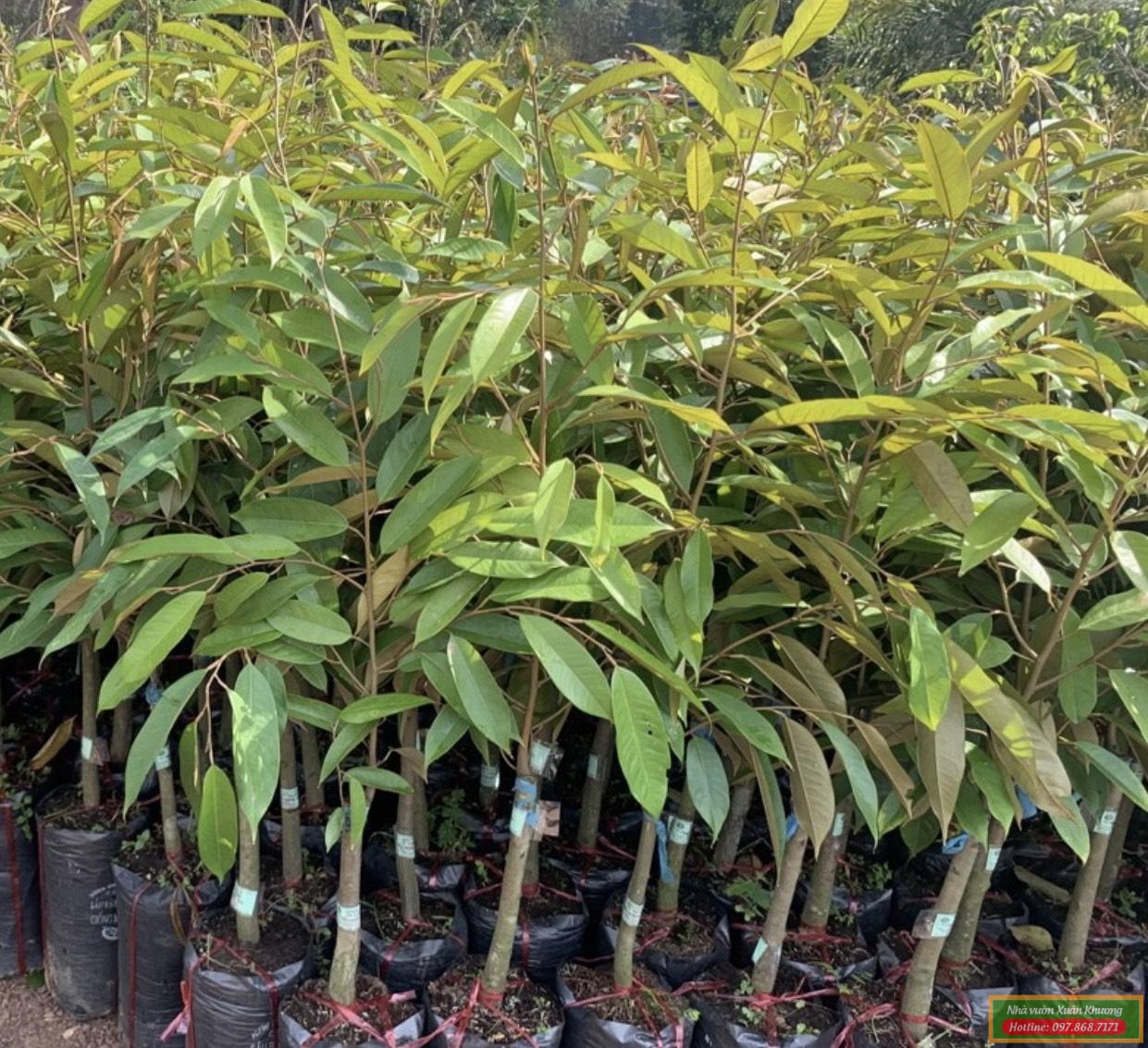 cây sầu riêng thái giống (2)