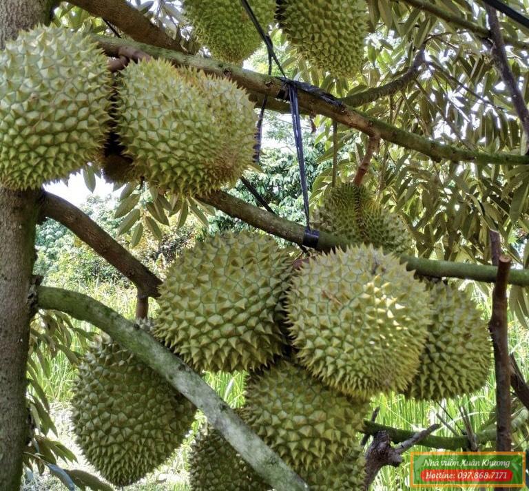 cây sầu riêng thái monthong