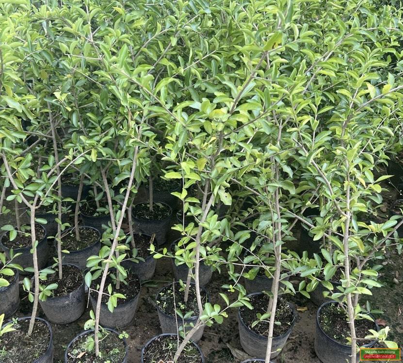 cây sơ ri giống (2)