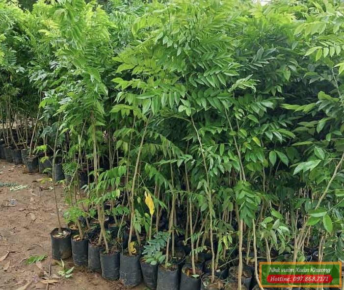 cây sưa đỏ giống