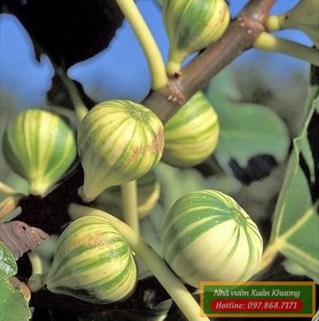 cây sung mỹ cẩm thạch (1)