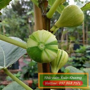cây sung mỹ cẩm thạch (2)