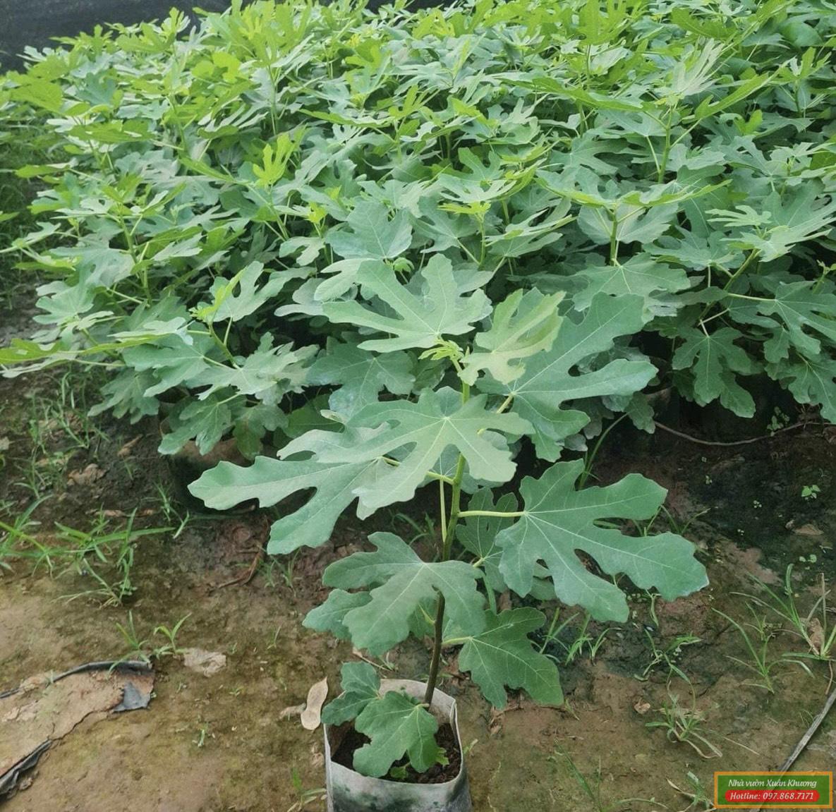 cây sung mỹ giống