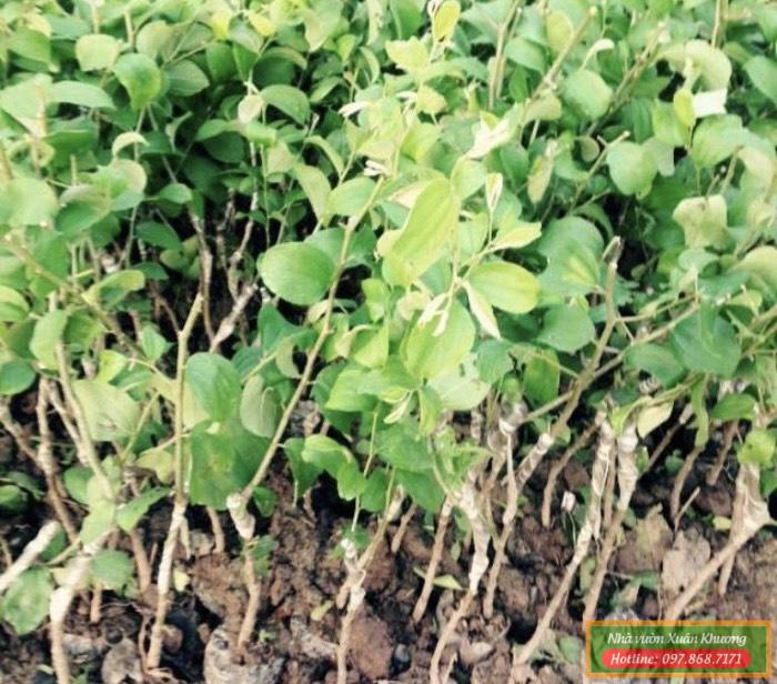 cây táo đài loan giống (2)