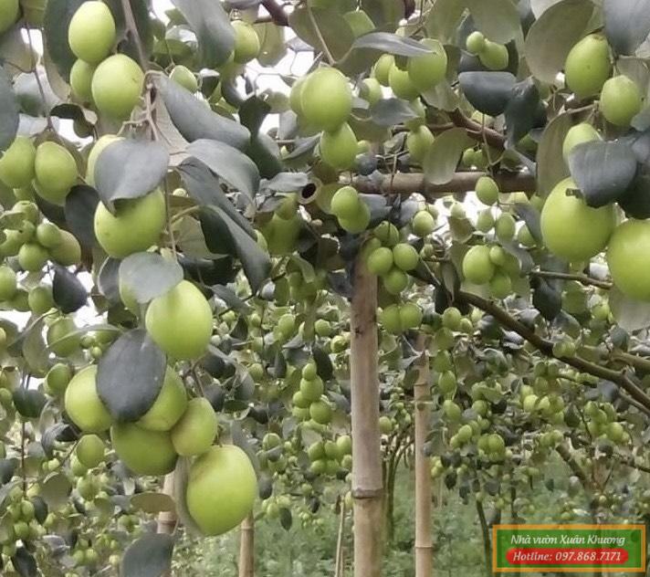 cây táo đài loan