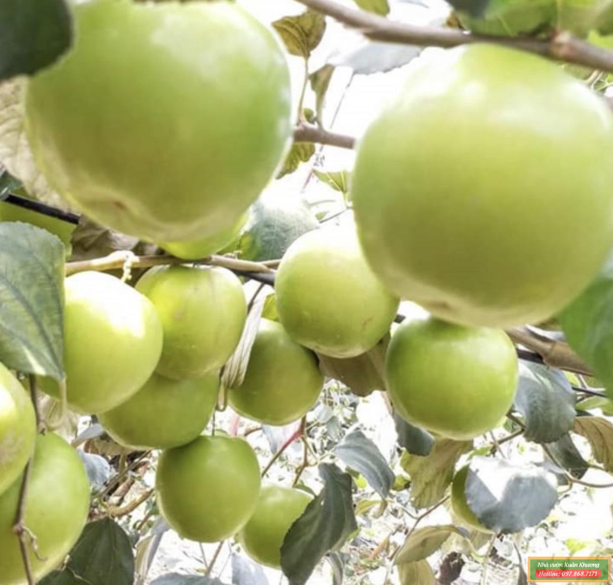 cây táo đại mật