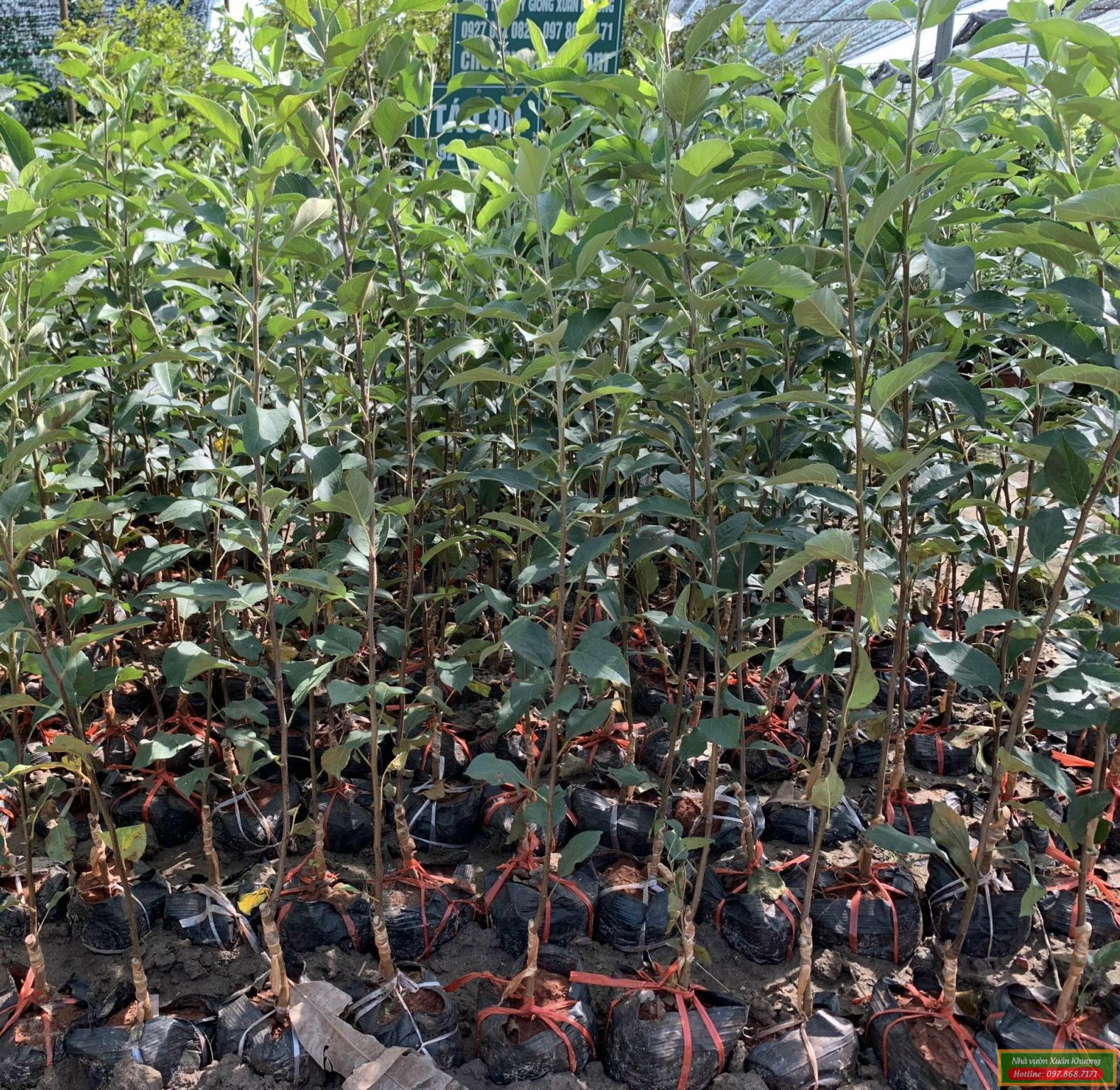 cây táo đỏ giống