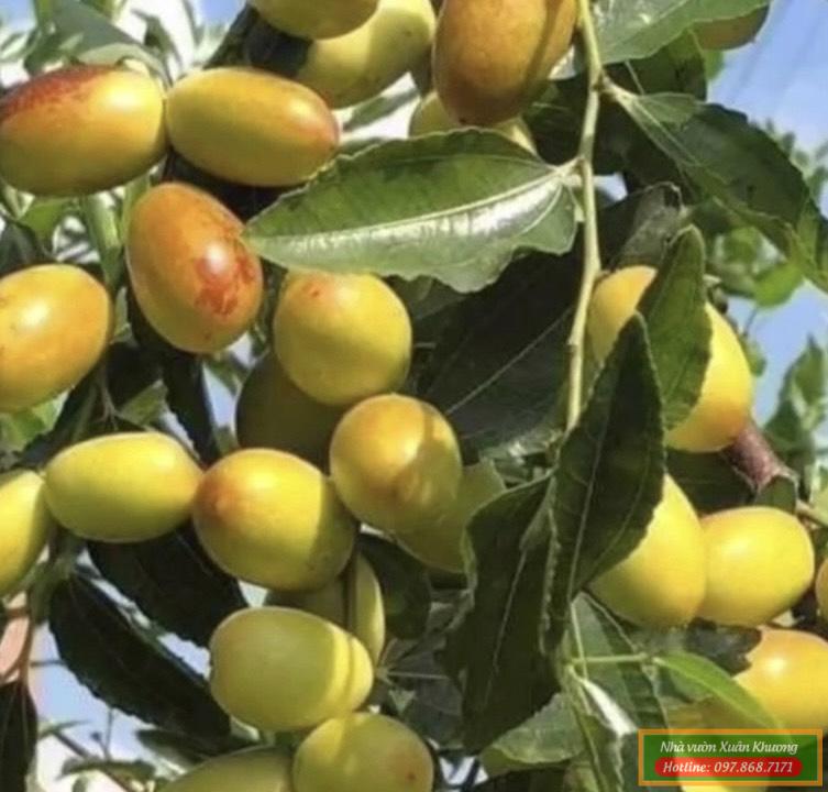 cây táo tầu đỏ (1)