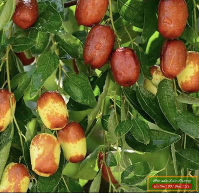 cây táo tầu đỏ (2)